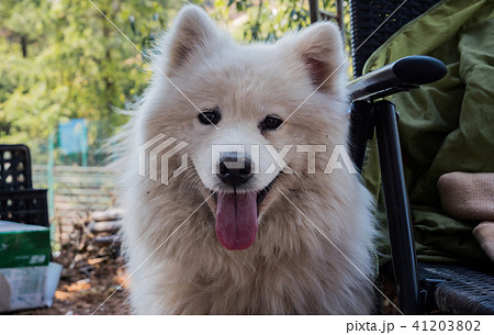 Portrait of smiling adult samoyed with tongue out Portrait of smiling adult samoyed with tongue out 41203802