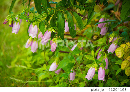 ほたるぶくろ ほたるぶくろ 41204163