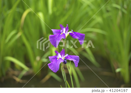 生田緑地に咲くハナショウブ 41204197