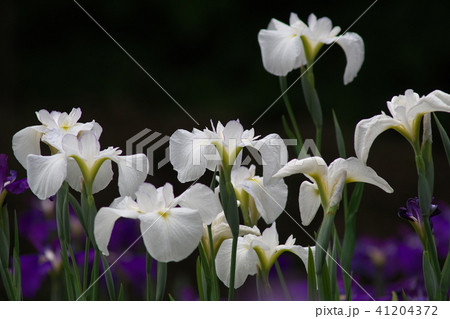 生田緑地に咲くハナショウブ 41204372