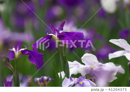 生田緑地に咲くハナショウブ 41204373