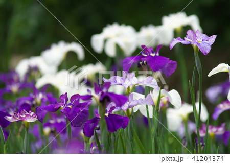 生田緑地に咲くハナショウブ 41204374