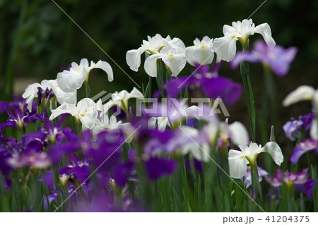 生田緑地に咲くハナショウブ 41204375