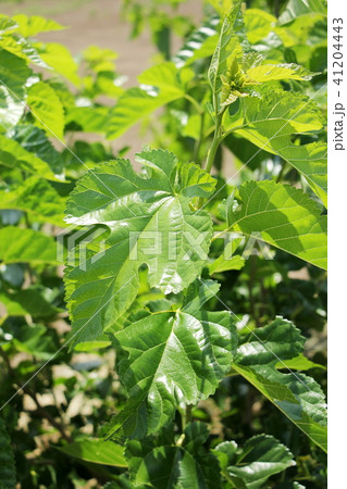 桑の葉 41204443
