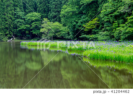 高島市 平池のカキツバタ 高島市 平池のカキツバタ 41204462