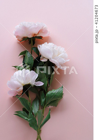 シャクヤク 41204673