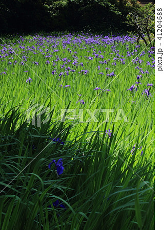 京都にある大田神社のカキツバタ群落 41204688