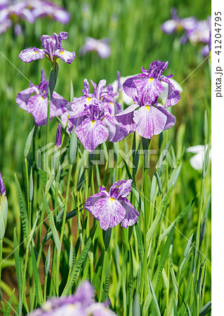 花菖蒲 花菖蒲 41204795