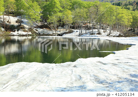 月山地蔵沼の春 41205134