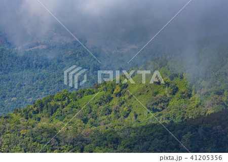 Bird eyes view on tropical forest Thailand Bird eyes view on tropical forest Thailand 41205356