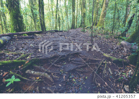 Into the forest. Nature composition. Into the forest. Nature composition. 41205357