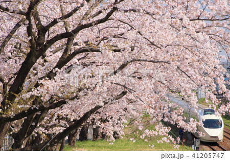 小田急ロマンスカーと満開の桜 41205747