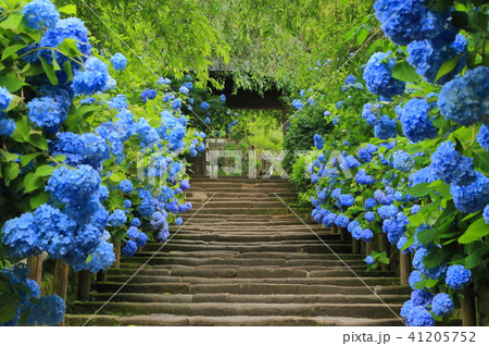 北鎌倉・明月院の紫陽花 41205752