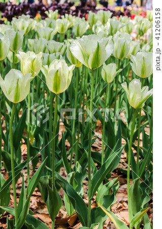 Group of big white tulips in hitachi seaside park Group of big white tulips in hitachi seaside park 41206158