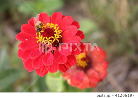 花 フラワー お花 41206197