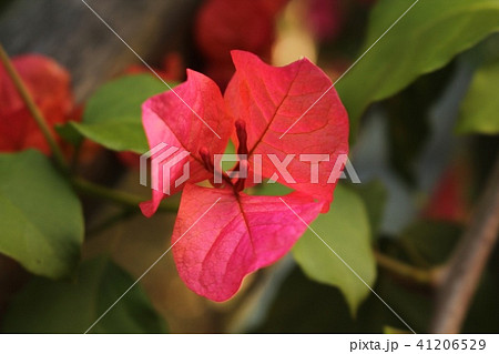 ブーゲンビリア ブーゲンビレア イカダカズラ 41206529