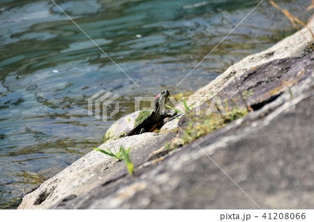 ミシシッピアカミミガメ ミシシッピアカミミガメ 41208066