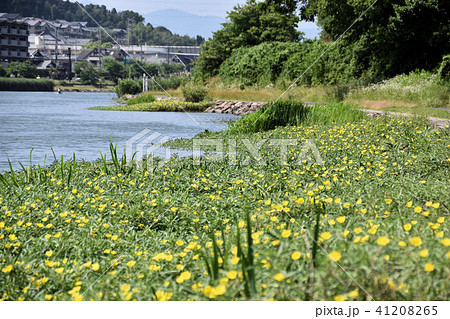 瀬田川沿いの月見草 41208265