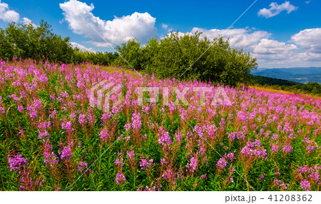 fire weed meadow in mountains 41208362