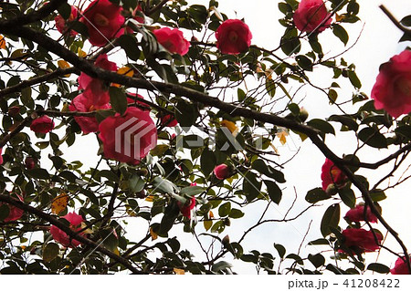 ＊　ツバキ　＊　椿　＊　つばき　＊　THUBAKI　＊　 41208422