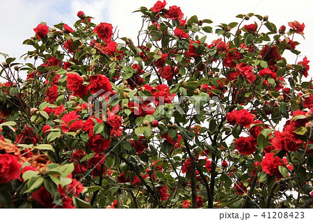 ＊　ツバキ　＊　椿　＊　つばき　＊　THUBAKI　＊　 41208423