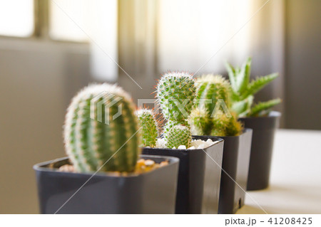 Cactus with morning sunshire Cactus with morning sunshire 41208425