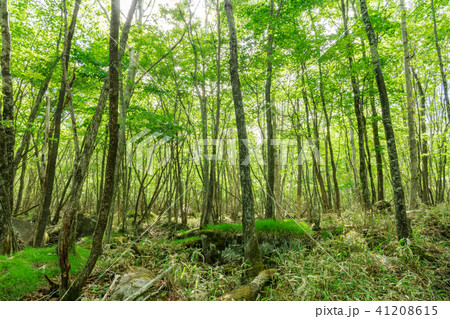 栃木県鹿沼市　横根高原（5月） 41208615