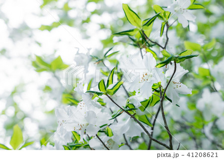 シロヤシオ　ゴヨウツツジ（5月） 41208621