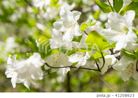 シロヤシオ　ゴヨウツツジ（5月） 41208623