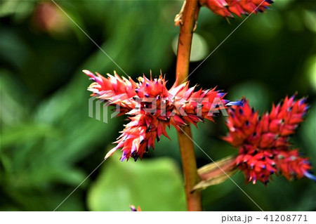 ホーエンベルギア・ステラタ 41208771