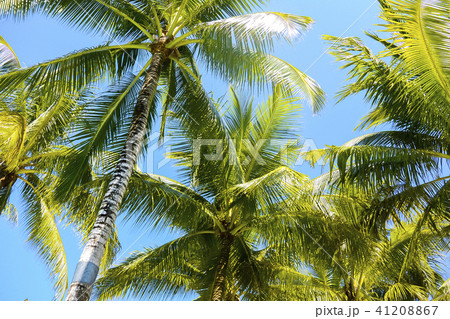 フィリピン　パンゴラオ　青空バックのヤシの木 41208867
