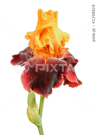 iris flower isolated on white 41208929
