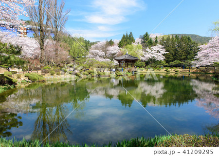 風景 レース 春 41209295