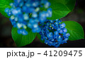 紫陽花 41209475
