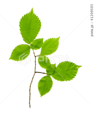 Branch with green leaves on a white 41209505