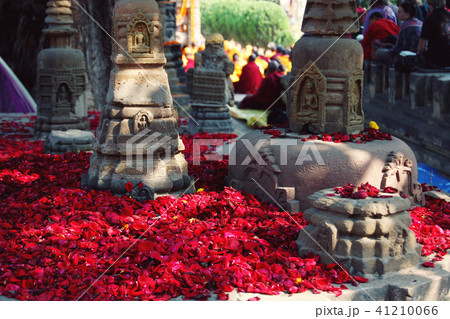 Rose petals for offering respect. Bodh Gaya, India 41210066