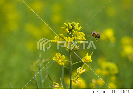 菜の花と蜂 菜の花と蜂 41210671