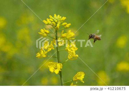 菜の花と蜂 菜の花と蜂 41210675