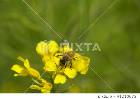 菜の花と蜂 菜の花と蜂 41210678