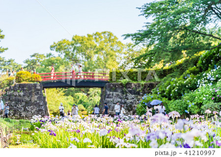 小田原城あじさい花菖蒲まつり18の写真素材