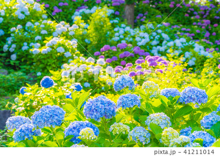 小田原城あじさい花菖蒲まつり2018 小田原城あじさい花菖蒲まつり2018 41211014