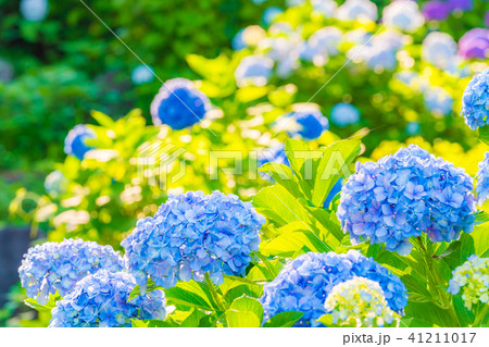 小田原城あじさい花菖蒲まつり2018 41211017