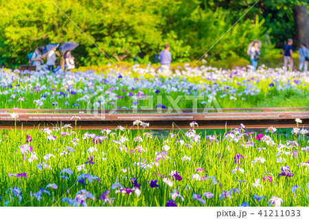 小田原城あじさい花菖蒲まつり18の写真素材