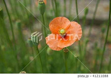 ナガミヒナゲシ ナガミヒナゲシ 41211088