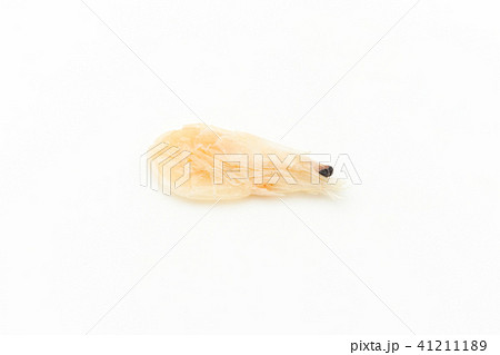 干し海老: Dried boiled shrimp 干し海老: Dried boiled shrimp 41211189