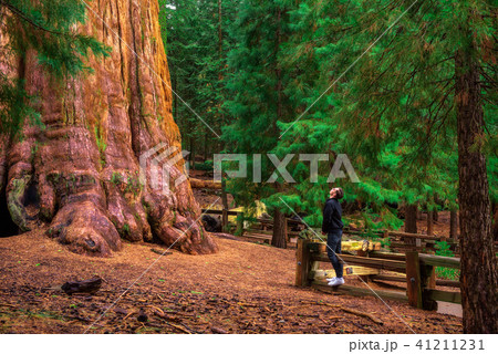 Tourist looks up at a giant sequoia tree 41211231