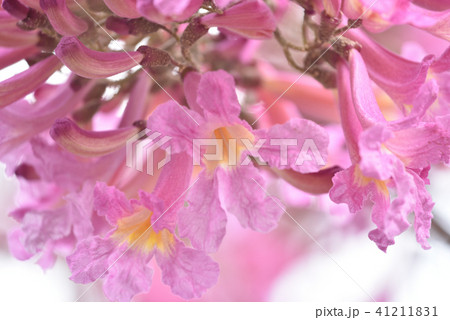 イッペーの花 41211831