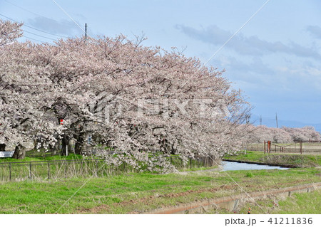 すご堀の桜(新潟県) すご堀の桜(新潟県) 41211836