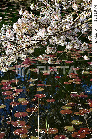 じゅんさい池公園の桜（新潟県） 41211974