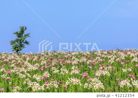 舞洲ゆり園 舞洲ゆり園 41212354